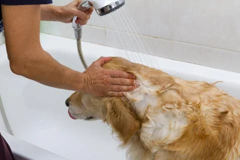 Bathroom to a dog Foto stock