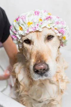 Bathroom to a dog Stock-Fotos