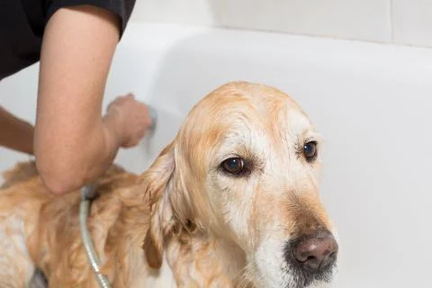 Bathroom to a dog Foto stock