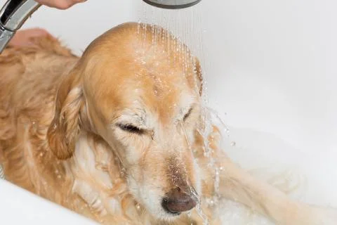 Bathroom to a dog Foto stock
