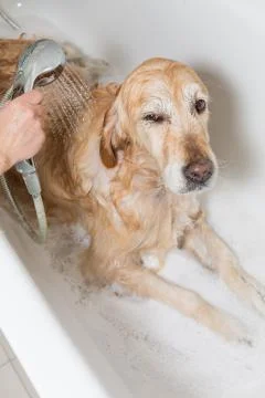 Bathroom to a dog Foto stock