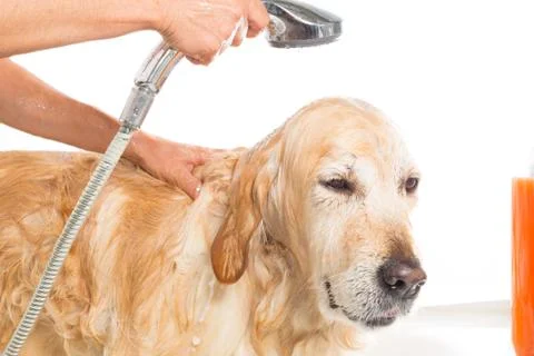 Bathroom to a dog Foto stock