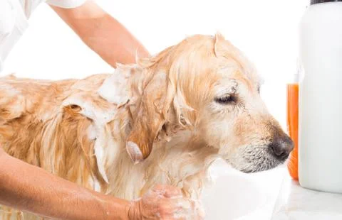 Bathroom to a dog Фото