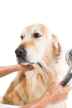 Bathroom to a dog Foto stock