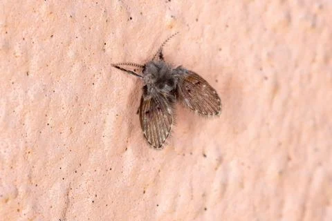 Bathroom Moth Midge Stock Photos