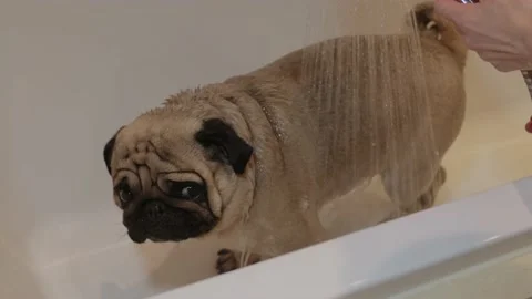 Bathtime of the cute dog Stock Footage 197782896