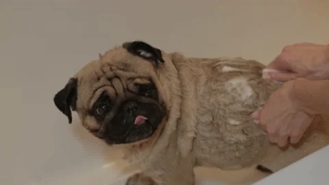 Bathtime of the cute dog Stock Footage 197783225
