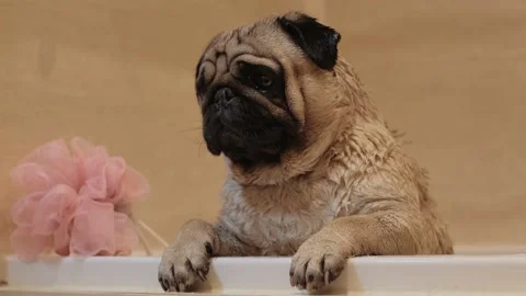 Bathtime of the cute dog Stock Footage 197783681