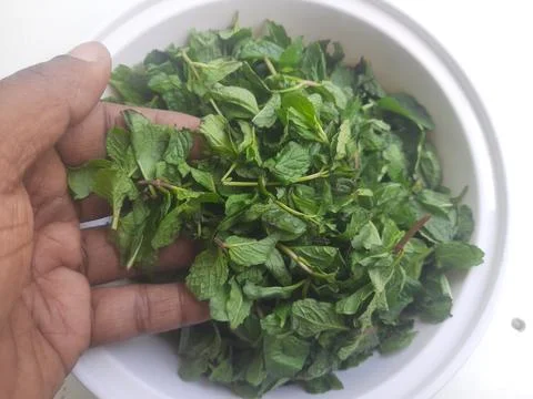 Bathua saag is a nutritious, leafy green with an earthy flavor 写真素材
