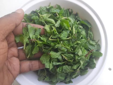 Bathua saag is a nutritious, leafy green with an earthy flavor 写真素材
