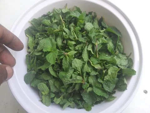 Bathua saag is a nutritious, leafy green with an earthy flavor 写真素材