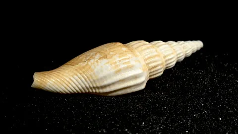 Bathytoma Prodicia shell on a black sand background HD Stock Footage 270392802