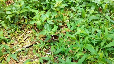 Batik colored butterflies are fun to fly over green plants Stock Footage 219863371