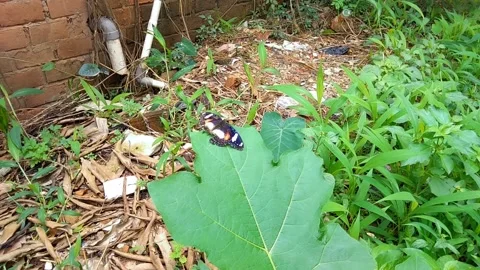 A batik colored butterfly is perching on a green plant Stock Footage 219863421