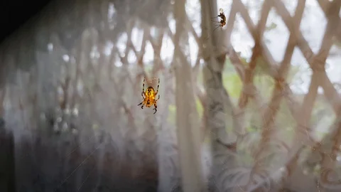 Batik golden web spider hanging in big web swaying in the wind,slow motion 4k. S Stock Footage 119963481