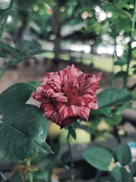 Batik rose Stock Photos