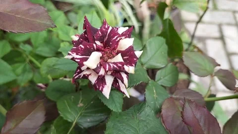 Batik roses Stock Footage 320305066