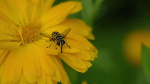 Batman Hoverfly feeding on Dahlias Stockbeeldmateriaal 280930947