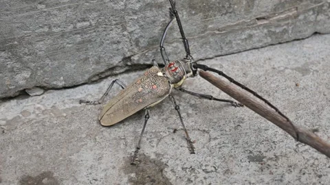 Batocera rufomaculataIt. Vídeos de archivo 280745512