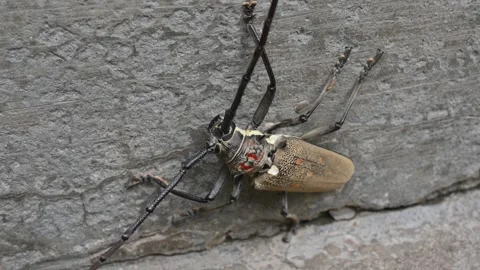 Batocera rufomaculataIt. Stockbeeldmateriaal 280745586