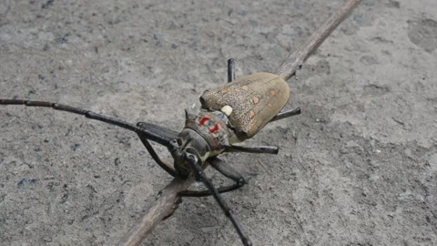 Batocera rufomaculataIt. Vídeos de archivo 280745798