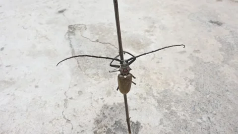 Batocera rufomaculataIt. Stock Footage 280745923