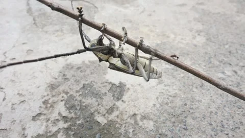 Batocera rufomaculataIt. Video stock 280745957