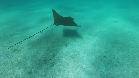 A batoidea, also know as ray fish, in a Mediterranean sea, underwater action  Stock Footage 92611090