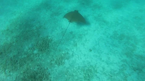A batoidea, also know as ray fish, in a Mediterranean sea, underwater action  Stock Footage 95879345