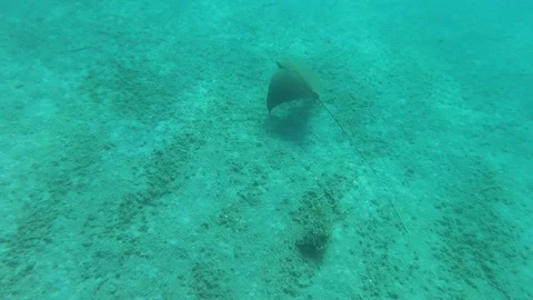 A batoidea, also know as ray fish swimming away scared, underwater action cam 스톡 동영상 95977321
