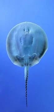 Batoidea Stock-Fotos