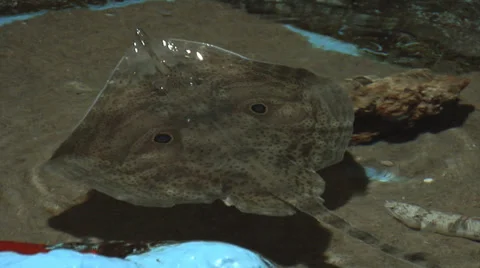 Batoidea, Ray, Sea devil. 動画素材 37256185
