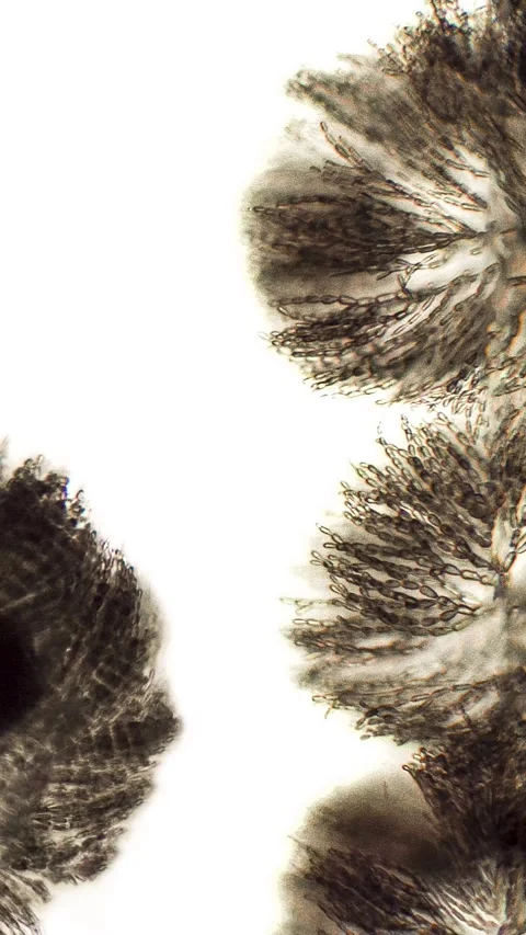 Batrachospermum sp. algae under microscopic view Stock Footage 282477564