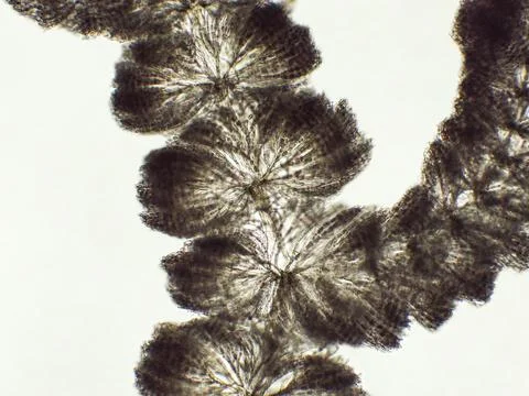 Batrachospermum sp. algae under microscopic view, genus of freshwater red a.. Stock Photos