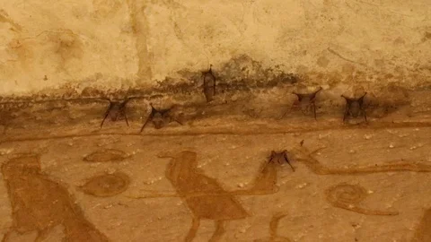 Bats in Abu Simbel temple Stock Footage 96382156