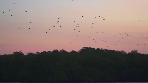 Bats and fruit bats 1 50p 库存影片 147098044
