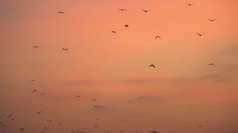 Bats and fruit bats 2 50p 库存影片 147082406