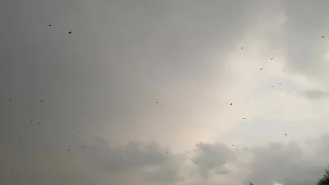 Bats are flying at evening Video stock 295433676