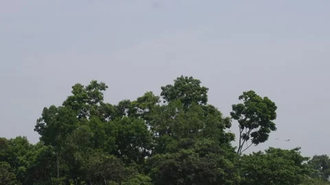 Bats are Flying over Stock Footage 333961419