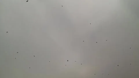 Bats are flying while raining Stock Footage 295433683