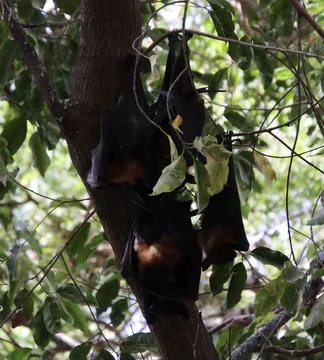 Bats are hanging on the tree Stock Photos