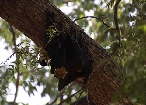 Bats are hanging on the tree Stock Photos