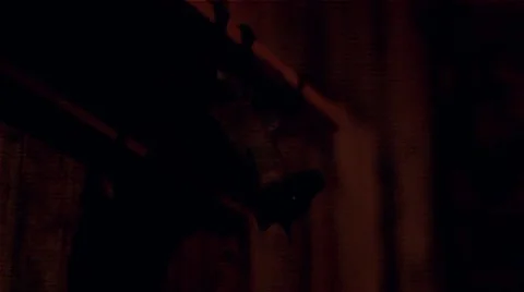 Bats in Barn Stock Footage 7761315