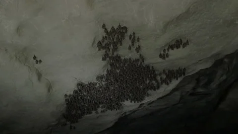 Bats in a cave - 4K Stock Footage 149993025