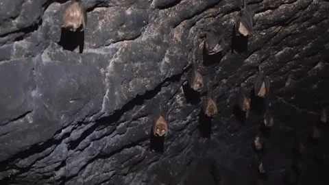 Bats in a Cave. 4K UHD footage. Stock Footage 236638795
