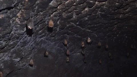 Bats in a Cave. 4K UHD footage. Stock Footage 236638832