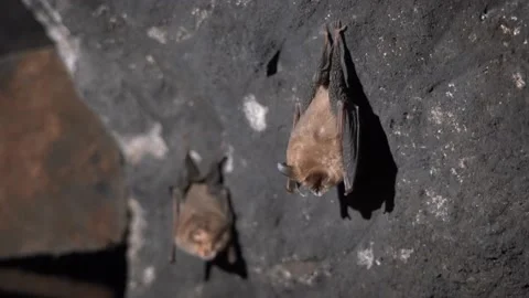 Bats in a Cave. 4K UHD footage. Stock Footage 236638859