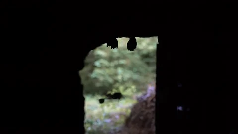 Bats in a Cave. 4K UHD handheld footage. Stock Footage 236638498