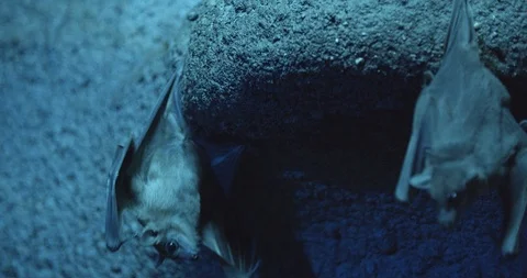 Bats in a cave 50 fps 動画素材 114424949