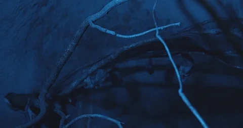 Bats in a cave 50fps Stock Footage 114365368